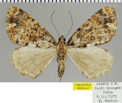 /filer/webapps/moths/media/images/T/turlini_Xylopteryx_PTF_ZSM.jpg