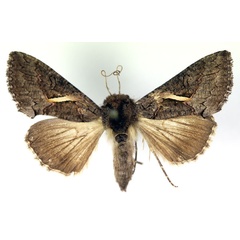 /filer/webapps/moths/media/images/V/vittata_Vittaplusia_AF_RMCA.jpg