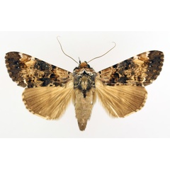 /filer/webapps/moths/media/images/N/nigricans_Ulotrichopus_AM_TMSA_01.jpg