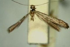 Caloptilia cryphia
