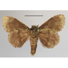 /filer/webapps/moths/media/images/B/brunneicosta_Desmeocraera_A_MGCLb_01.JPG
