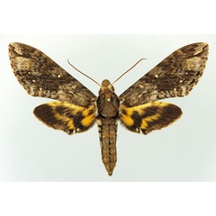 /filer/webapps/moths/media/images/L/lingens_Panogena_AF_Basquin.jpg