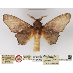 /filer/webapps/moths/media/images/J/jordani_Opisthodontia_HT_NHMUK.jpg