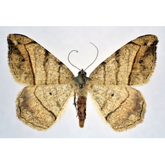 /filer/webapps/moths/media/images/C/contaminata_Chiasmia_AM_NHMO.jpg