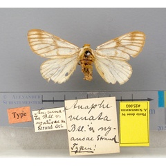 /filer/webapps/moths/media/images/V/venata-nyansae-Anaphe-25003f-ST-Ghanaa.jpg