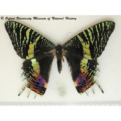 /filer/webapps/moths/media/images/C/croesus_Chrysiridia_A_OUMNHa_01.jpg