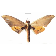 /filer/webapps/moths/media/images/E/evestigata_Pseudoclanis_PTM_ZMUH.jpg