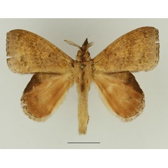 /filer/webapps/moths/media/images/P/peraffinis_Leipoxais_AM_Basquin_01.jpg