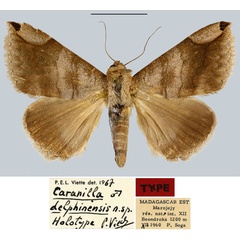 /filer/webapps/moths/media/images/D/delphinensis_Caranilla_HT_MNHN.jpg