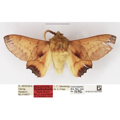 /filer/webapps/moths/media/images/A/afroio_Opisthodontia_HT_NHMUK.jpg
