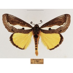 /filer/webapps/moths/media/images/M/marshalli_Paratuerta_AM_TMSA_01.jpg