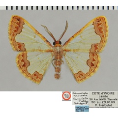 /filer/webapps/moths/media/images/H/hamulata_Zamarada_HT_ZSMa.jpg
