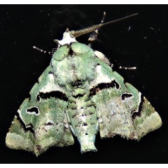 /filer/webapps/moths/media/images/O/ocellaria_Eutelia_A_Braun_08.jpg