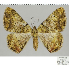 /filer/webapps/moths/media/images/P/prasinaria_Xylopteryx_AF_ZSM_01.jpg