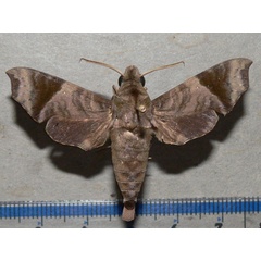 /filer/webapps/moths/media/images/S/sardanus_Temnora_A_Goff_01.jpg