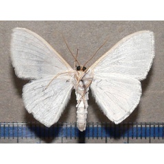 /filer/webapps/moths/media/images/I/impunctulata_Somatina_A_Goffb_01.jpg