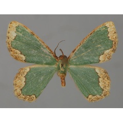 /filer/webapps/moths/media/images/C/conradti_Heterorachis_A_ZSM_01.jpg