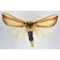 /filer/webapps/moths/media/images/V/vittata_Antheua_AM_NHMO.jpg