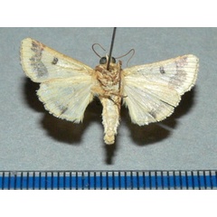 /filer/webapps/moths/media/images/N/nubigera_Heliothis_A_Goffb_01.jpg