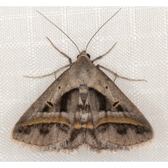/filer/webapps/moths/media/images/T/trimeni_Acantholipes_A_Heyns_01.jpg