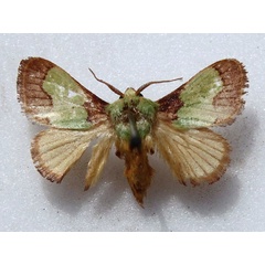 /filer/webapps/moths/media/images/A/ananii_Parasa_A_Goff_01.jpg