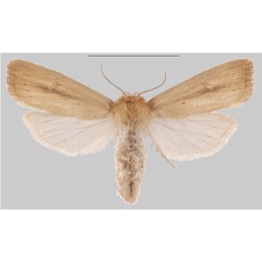 /filer/webapps/moths/media/images/M/mabira_Sesamia_PTF_MNHNa.jpg