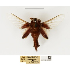 /filer/webapps/moths/media/images/M/misanum_Streblote_AM_NHMUK_02.jpg