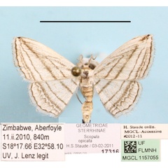 /filer/webapps/moths/media/images/O/opicata_Scopula_A_MGCLa_01.jpg
