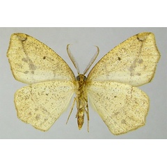 /filer/webapps/moths/media/images/A/affirmata_Epigynopteryx_HT_ZSMb.jpg