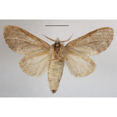 /filer/webapps/moths/media/images/B/basalis_Desmeocraera_A_MGCLb_01.JPG