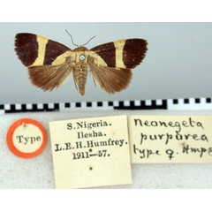 /filer/webapps/moths/media/images/P/purpurea_Neonegeta_HT_BMNH.jpg