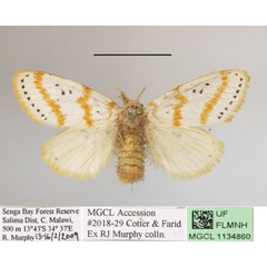 /filer/webapps/moths/media/images/M/melanosticta_Lacipa_AF_MGCLa_04.JPG