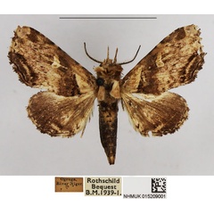 /filer/webapps/moths/media/images/A/albiluna_Eutelia_AM_NHMUK.jpg