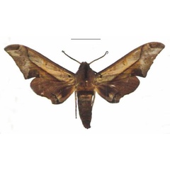 /filer/webapps/moths/media/images/R/rhadamistus_Oplerclanis_AM_EMEM.jpg