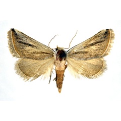 /filer/webapps/moths/media/images/B/buettikeri_Eublemma_A_NHMO_01.jpg