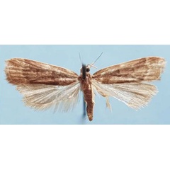/filer/webapps/moths/media/images/T/toliarensis_Torodora_HT_MNHN.jpg