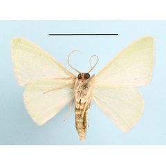 /filer/webapps/moths/media/images/S/strigulosa_Neromia_A_MGCLb_01.JPG