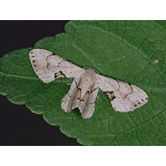 /filer/webapps/moths/media/images/A/anomala_Epiplema_A_Roland_01_PMghWlp.jpg