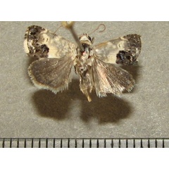/filer/webapps/moths/media/images/P/porphyrea_Acontia_A_Goff.jpg