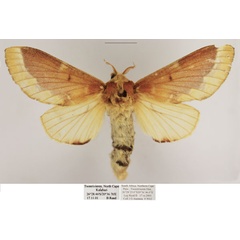 /filer/webapps/moths/media/images/P/pancala_Streblote_AF_TMSA_02.jpg