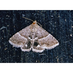 /filer/webapps/moths/media/images/B/bolinia_Eublemma_A_Roland_01.jpg