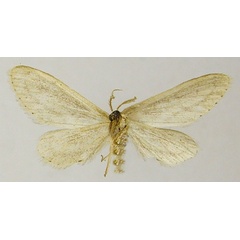 /filer/webapps/moths/media/images/L/lithostegeata_Lycaugidia_HT_ZSMb.jpg