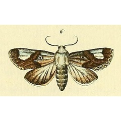 /filer/webapps/moths/media/images/M/margaritata_Acontia_Drury3_23_6.jpg