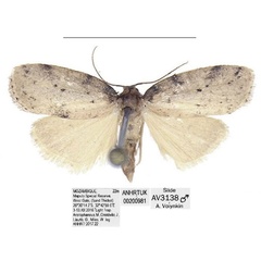 /filer/webapps/moths/media/images/M/maputo_Spatulosia_PTM_ANHRT.jpg