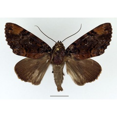 /filer/webapps/moths/media/images/M/melanis_Pseudoarcte_AM_Basquin.jpg