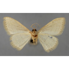 /filer/webapps/moths/media/images/A/adelpharia_Scopula_A_ZSM_02.jpg