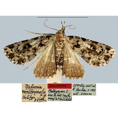 /filer/webapps/moths/media/images/X/xanthaspisalis_Dichromia_HT_MNHN.jpg