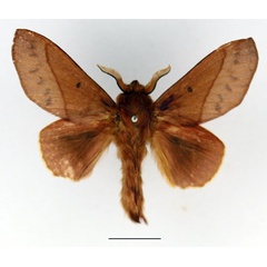 /filer/webapps/moths/media/images/C/cajani_Borocera_AM_Basquin_01.jpg