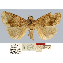 /filer/webapps/moths/media/images/J/jansei_Iambia_HT_MNHN.jpg