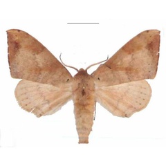 /filer/webapps/moths/media/images/C/contraria_Andriasa_AM_EMEM_05.jpg
